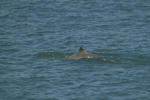 Australian snubfin dolphin (Orcaella heinsohni)