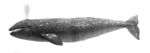 gray whale (Eschrichtius robustus)