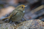 rufous-browed flycatcher (Anthipes solitaris)