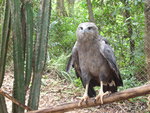 Chaco eagle, crowned solitary eagle (Buteogallus coronatus)