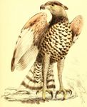 crowned hawk-eagle (Stephanoaetus coronatus)