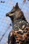 crowned hawk-eagle (Stephanoaetus coronatus)