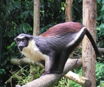 Diana monkey (Cercopithecus diana)