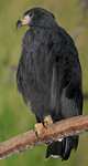 solitary eagle, montane solitary eagle (Buteogallus solitarius)