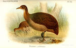 solitary tinamou (Tinamus solitarius)