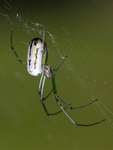 Leucauge venusta, orchard spider