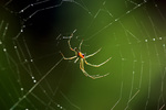 Leucauge mabelae, Marbel's orchard spider