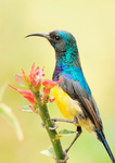 variable sunbird, yellow-bellied sunbird (Cinnyris venustus)