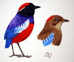 garnet pitta (Erythropitta granatina)