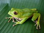 Phyllomedusa venusta (treefrog)