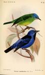 blue dacnis, turquoise honeycreeper (Dacnis cayana)