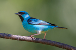 blue dacnis, turquoise honeycreeper (Dacnis cayana) adult male