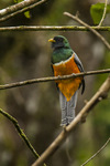 orange-bellied trogon (Trogon aurantiiventris)