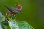 black-faced dacnis (Dacnis lineata) female