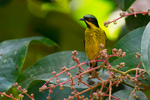 yellow-bellied dacnis (Dacnis flaviventer)