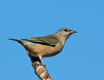 black-legged dacnis (Dacnis nigripes) female