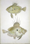 Zeus faber, John dory