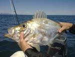 Zeus capensis, Cape dory