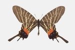 Bhutanitis thaidina, Chinese three tailed swallowtail