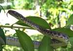 Children's python (Antaresia childreni)