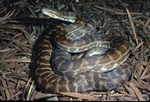 Stimson's python (Antaresia stimsoni)