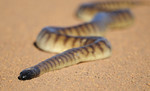 black-headed python (Aspidites melanocephalus)