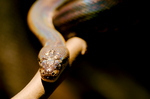 Macklot's python (Liasis mackloti)