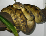 amethystine, scrub python (Morelia amethistina)