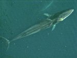 fin whale (Balaenoptera physalus)