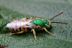 Agapostemon texanus (green sweat bee)