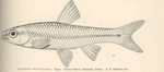 weed shiner, Notropis texanus