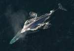 blue whale (Balaenoptera musculus)