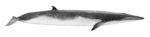 Sittang, Eden's whale (Balaenoptera edeni)