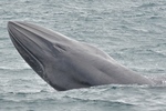 Bryde's whale (Balaenoptera brydei)