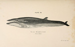 sei whale (Balaenoptera borealis)