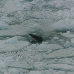 Antarctic minke whale, southern minke whale (Balaenoptera bonaerensis)