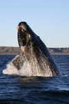 southern right whale (Eubalaena australis)