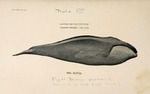 southern right whale (Eubalaena australis)