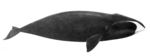 bowhead whale (Balaena mysticetus)