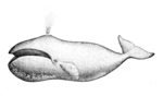 bowhead whale (Balaena mysticetus)