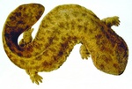 Japanese giant salamander (Andrias japonicus)