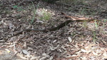 diamond python (Morelia spilota spilota)