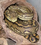 Eastern carpet python, McDowell's carpet python (Morelia spilota mcdowelli)
