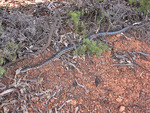 southern carpet python (Morelia spilota imbricata)