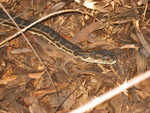 southern carpet python (Morelia spilota imbricata)