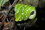 green tree python, chondro (Morelia viridis)