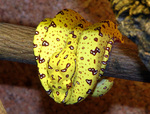 green tree python, chondro (Morelia viridis)