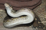 Angolan python, Anchieta's dwarf python (Python anchietae)