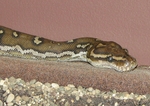 Angolan python, Anchieta's dwarf python (Python anchietae)