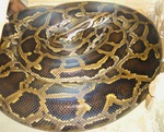 Burmese python (Python bivittatus)